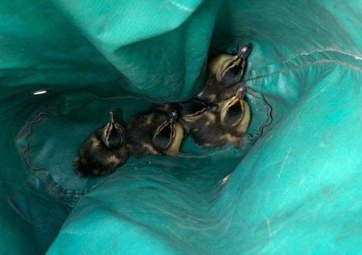 The baby ducklings were saved from the chimney Photo: KFRS