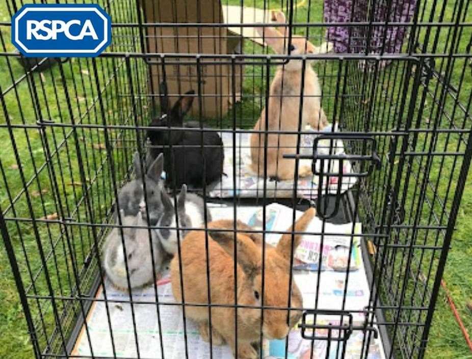 The RSPCA North West Kent branch had to rescue 10 rabbits that were dumped in boxes in Sandringham Drive, Dartford, on New Year's Eve