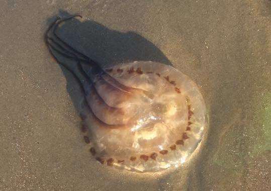 The jellyfish at Dymchurch. Credit: Jonathan Tye (3101233)
