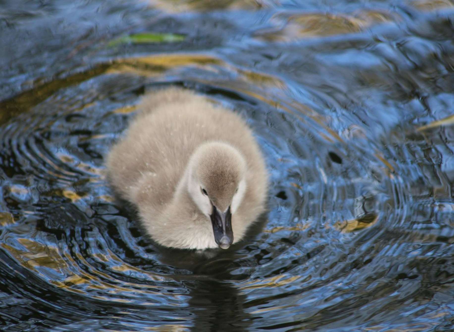 One of the winter cygnets. Picture: Leeds Castle