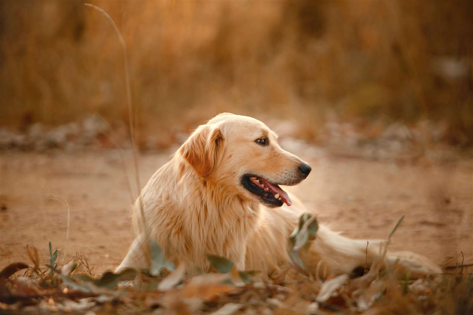 Autumn allergies could cause your dog discomfort. Picture: Helena Lopes, pexels
