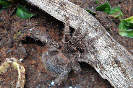A tarantula spider
