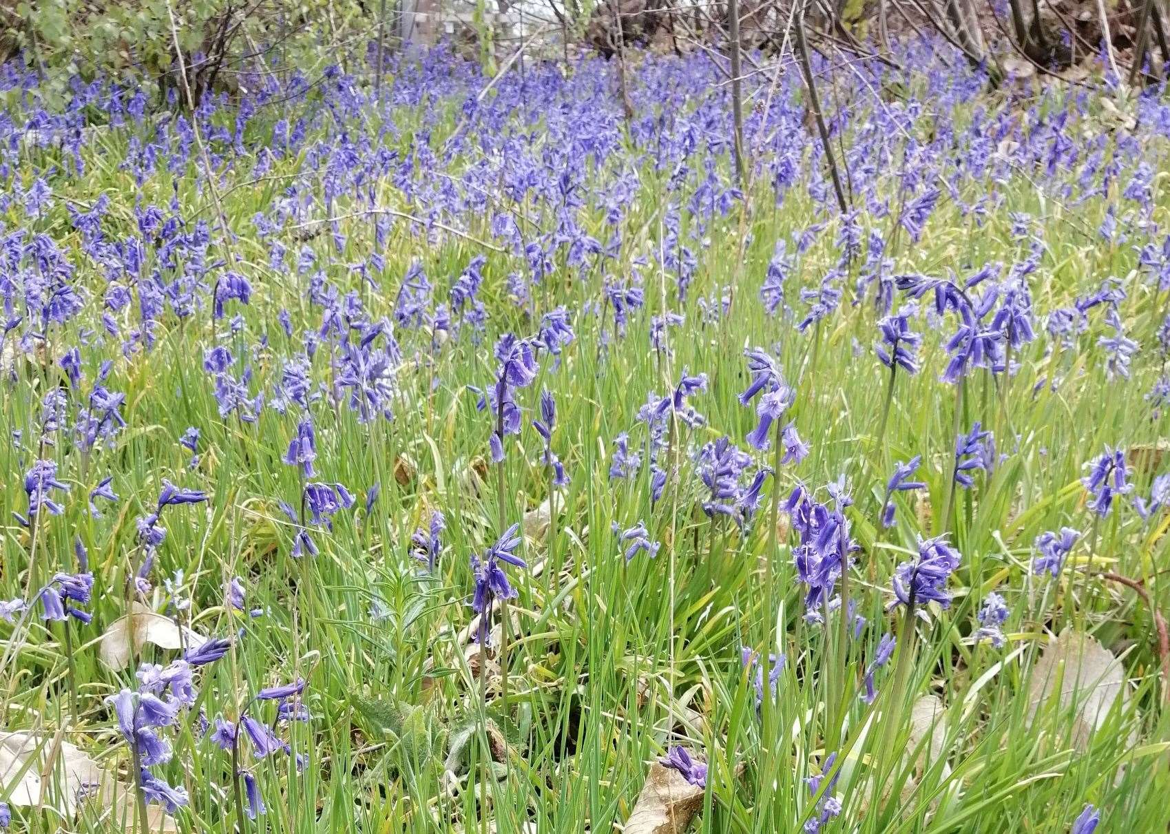 Some bluebells at the area before flowers were strimmed down