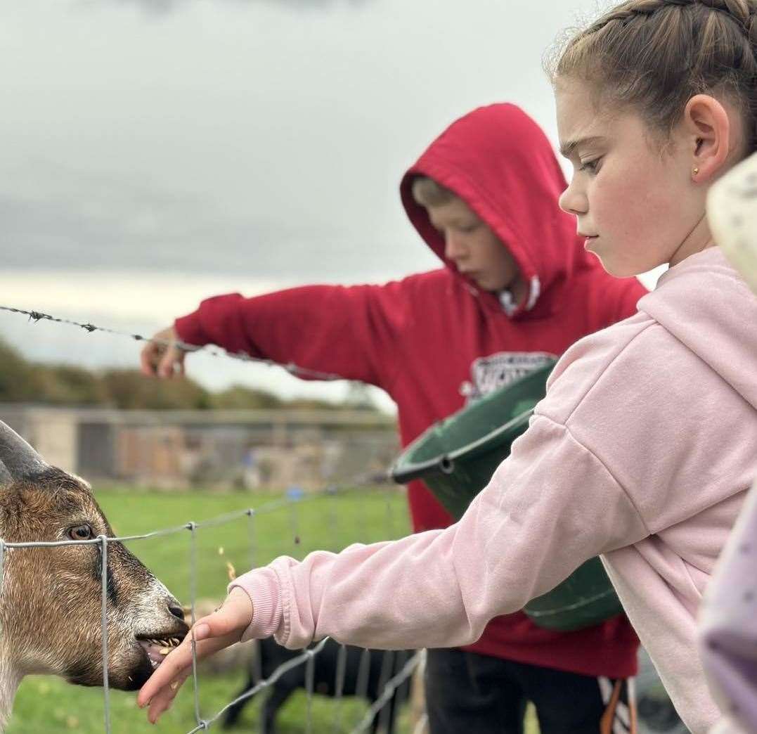 Youngsters feeding animals at Curly's Farm, Sheppey