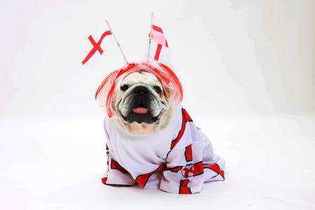 Princess Tia, a seven-year-old British bulldog from Kennington, will be among those dressing up ahead of England's 2012 quarter final match