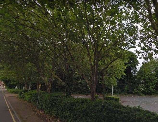 Wickes wanted to cut down the avenue of trees
