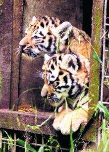 Tiger cubs go for a stalk
