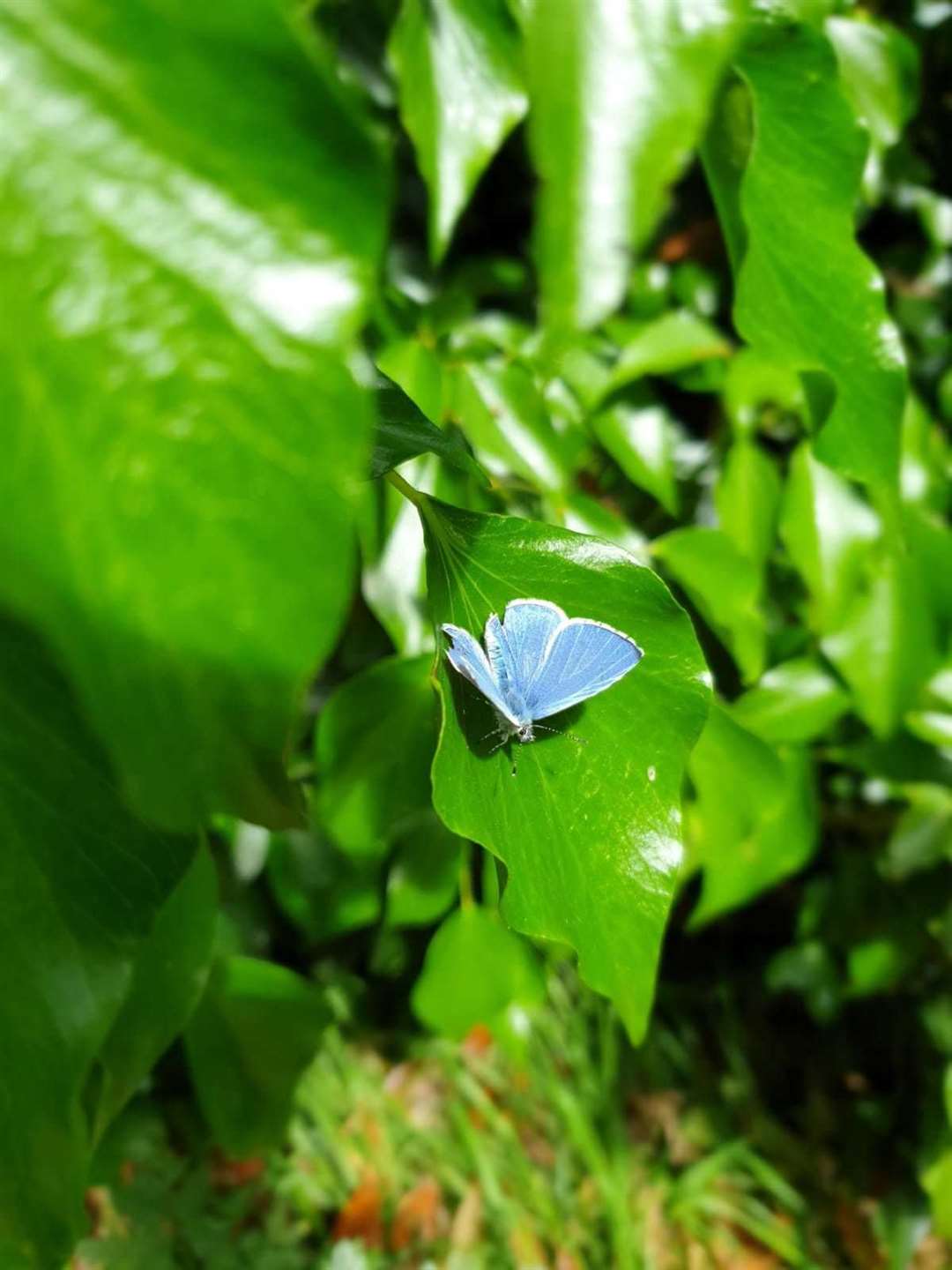 A butterfly. Picture: Devi Ashok