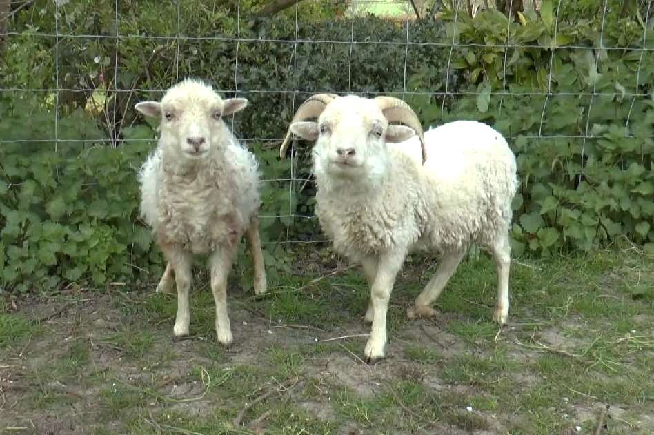 The record-breaking ewe (left) also has a brother just two inches taller