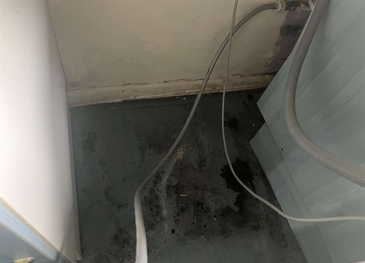Site visits by Clarion Housing to Barbara Hasiuk’s flat identified a leaky washing machine as one of the causes of damp in the kitchen