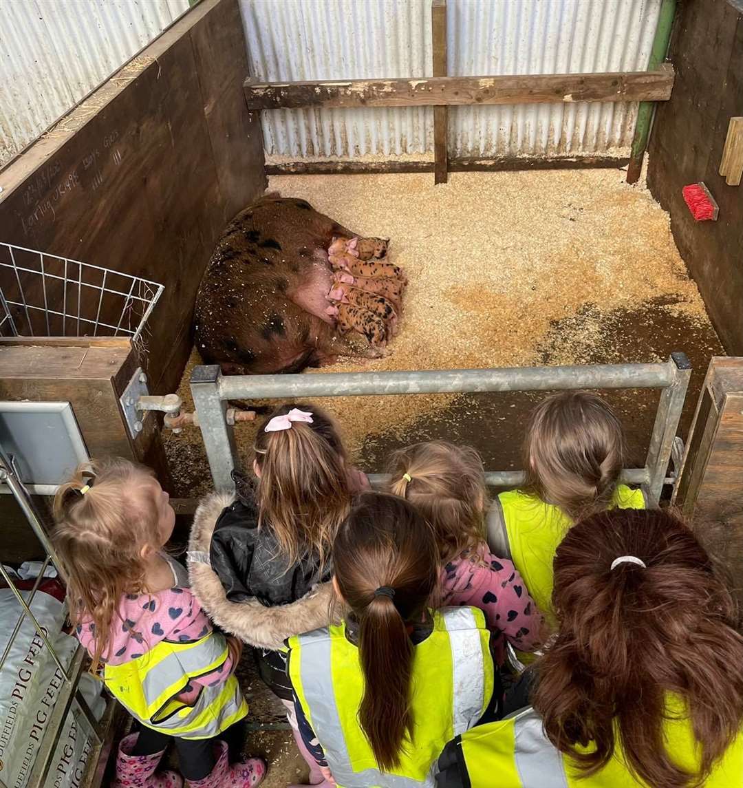 Children can see piglets at Curly's farm Bay View, Sheppey