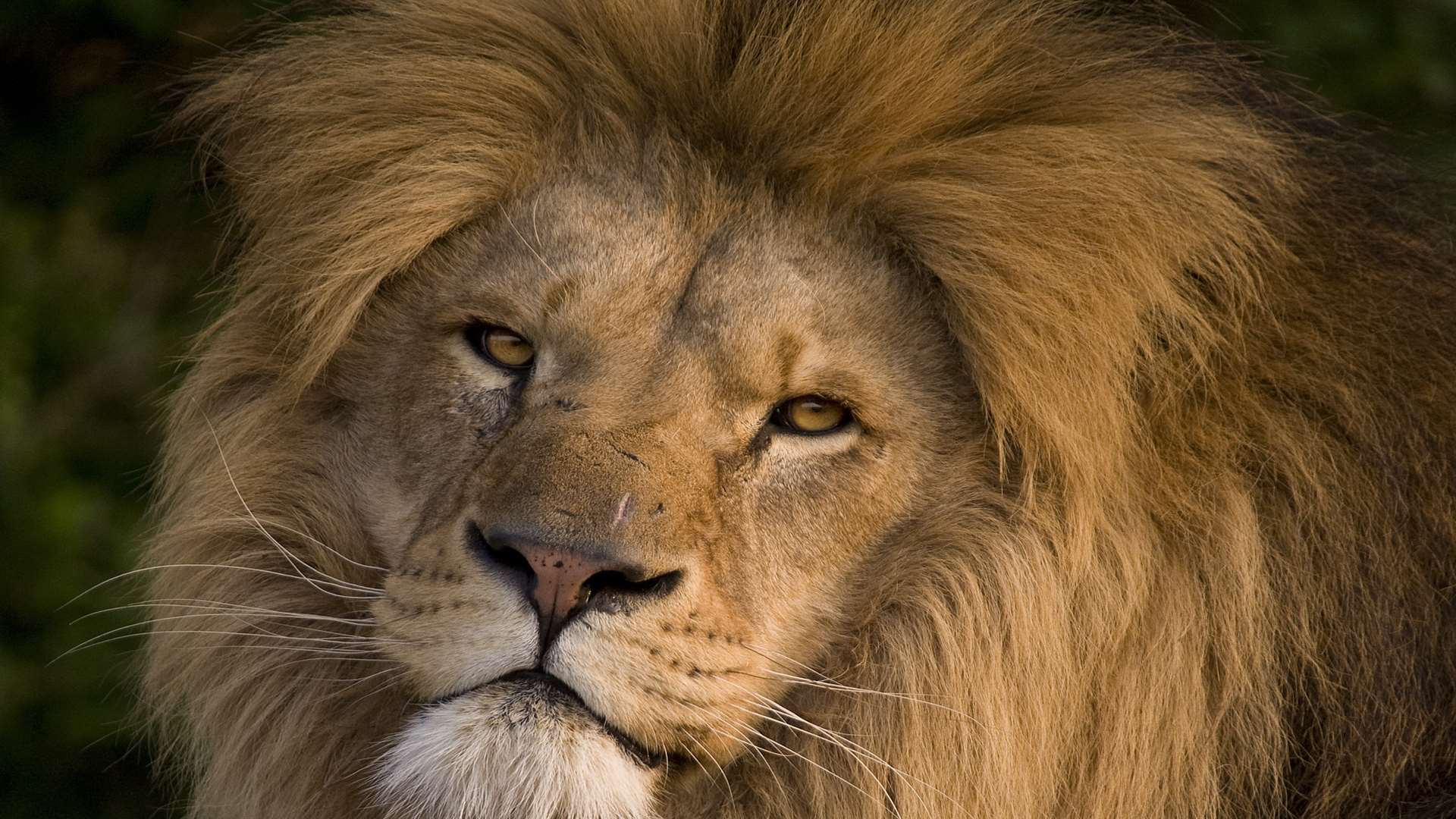 A lion at the Big Cat Sanctuary