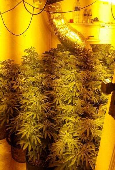 The cannabis cultivation. Credit - Kent Police (8318493)