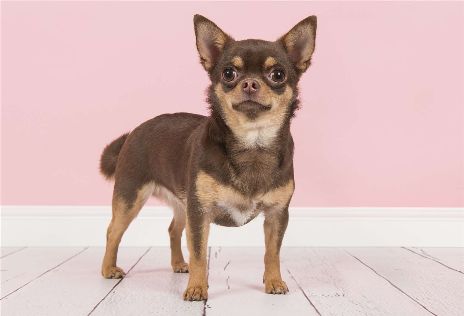 The chihuahua made it into the top 10. Image: iStock.