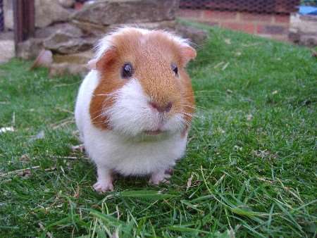 Brad the guinea pig, winner of last year's Precious Pets competition