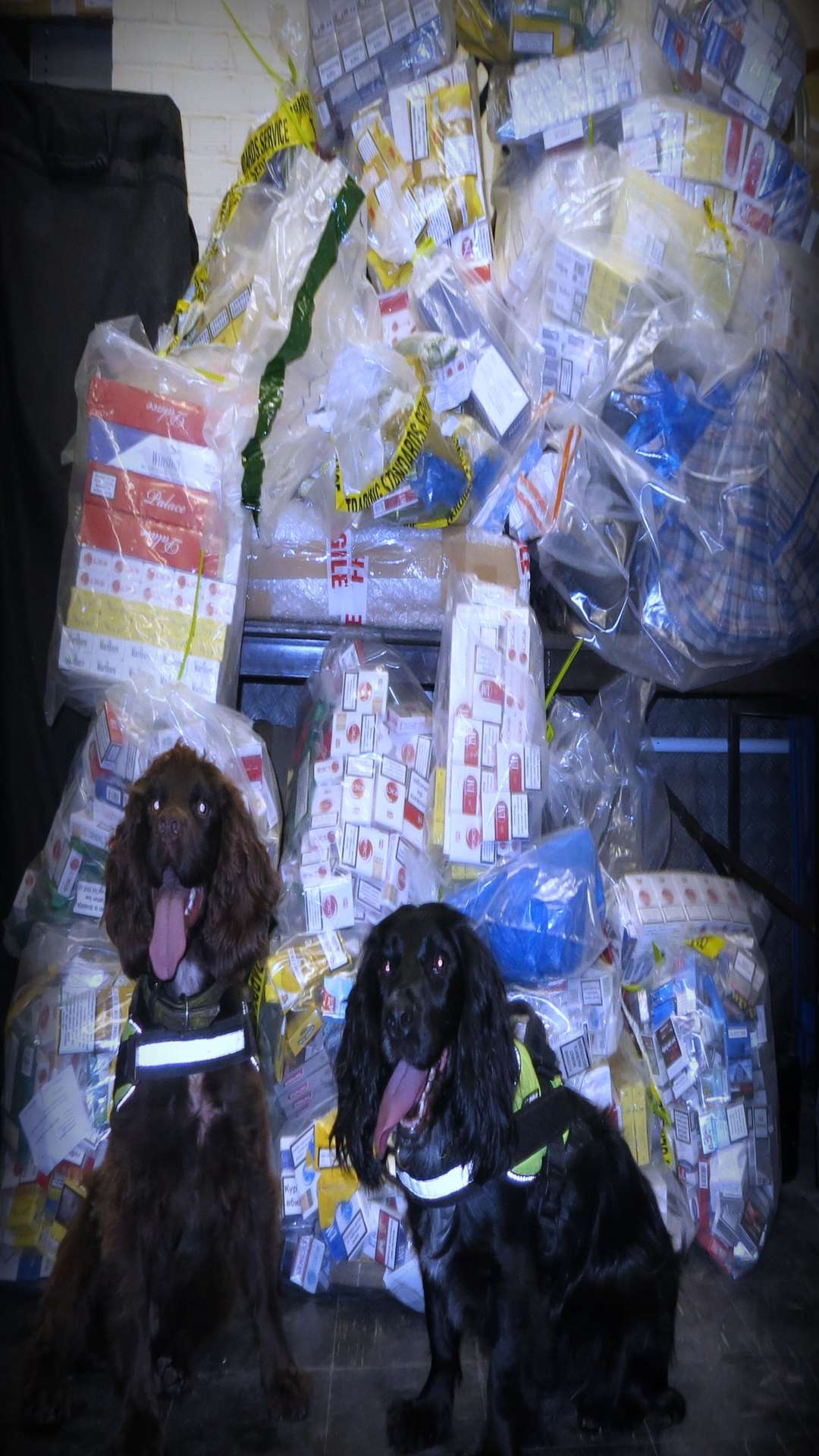 The sniffer dogs with the seized tobacco from the two shops