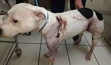 Staffordshire bull terrier Evie was found with stab wounds in Gillingham