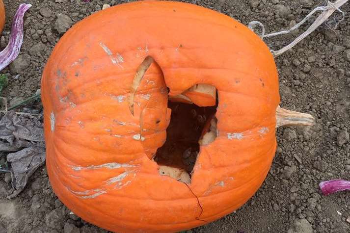 Some of the pumpkins have been dropped or smashed