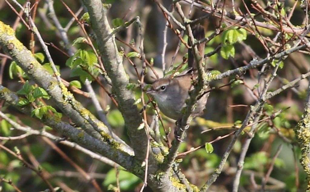 A Cetti's warbler bird pictured in May 2022 on land earmarked for development at Princes Parade in Hythe. Picture: Ian Roberts
