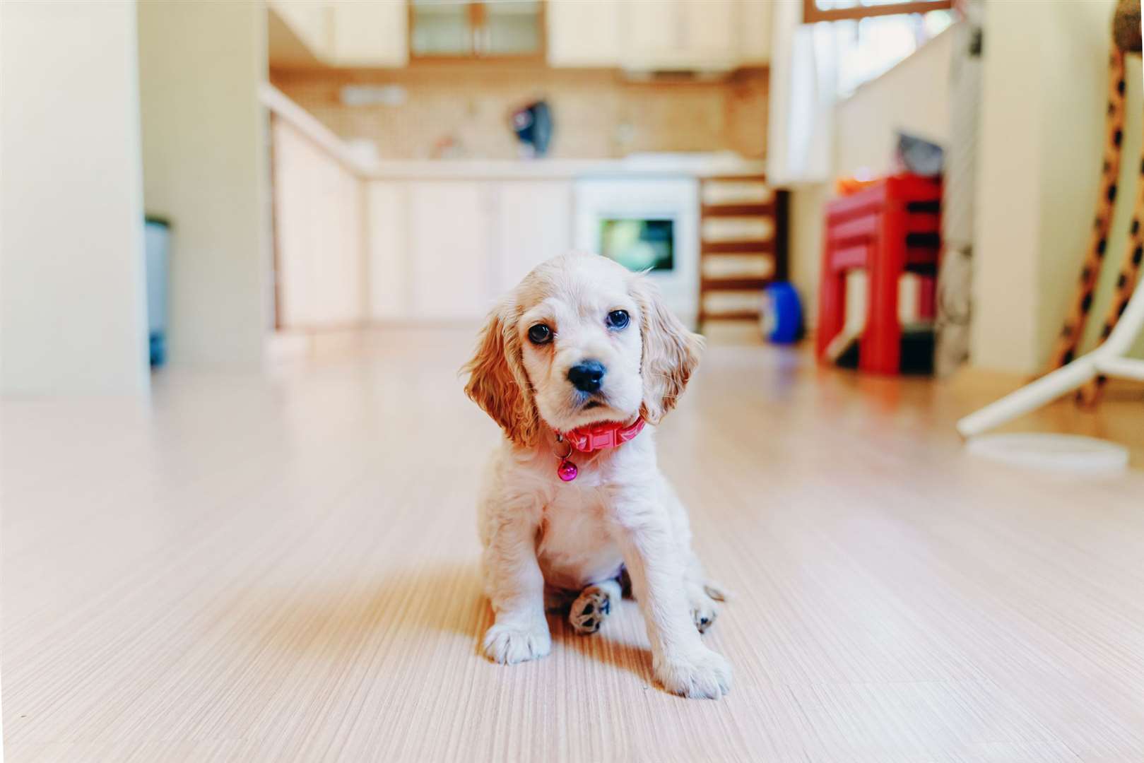 Coming in at fourth on the list is the cocker spaniel, which saw an average of 192,000 searches each month. Stock Image