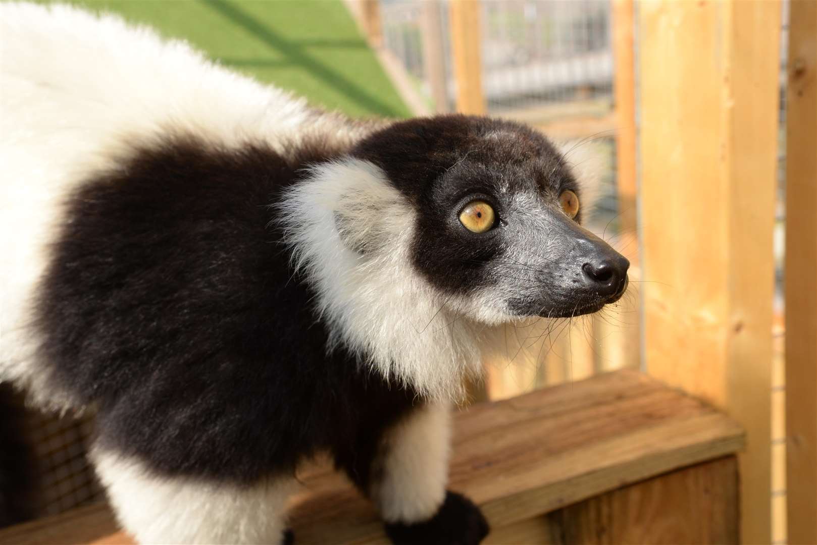 One of Lemurs in their enclosure at the Fenn Bell Inn, St Mary Hoo. Picture: Chris Davey. (3281524)