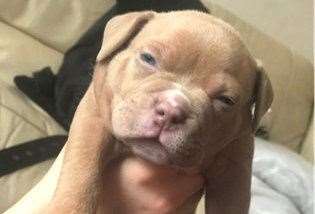 Six puppies were stolen from a property in King Street, Rochester