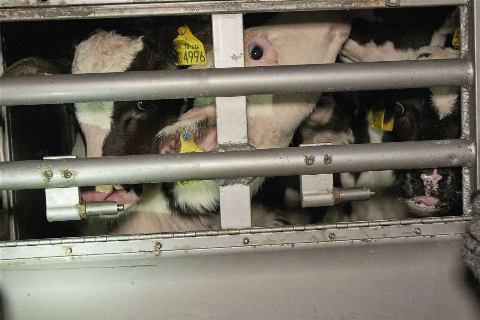 Live exports of animals to be slaughtered could be banned. Picture: RSPCA