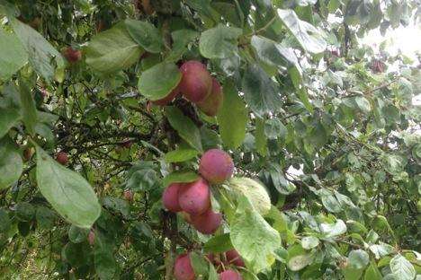Heavyweights: Lucy's Victoria plums.