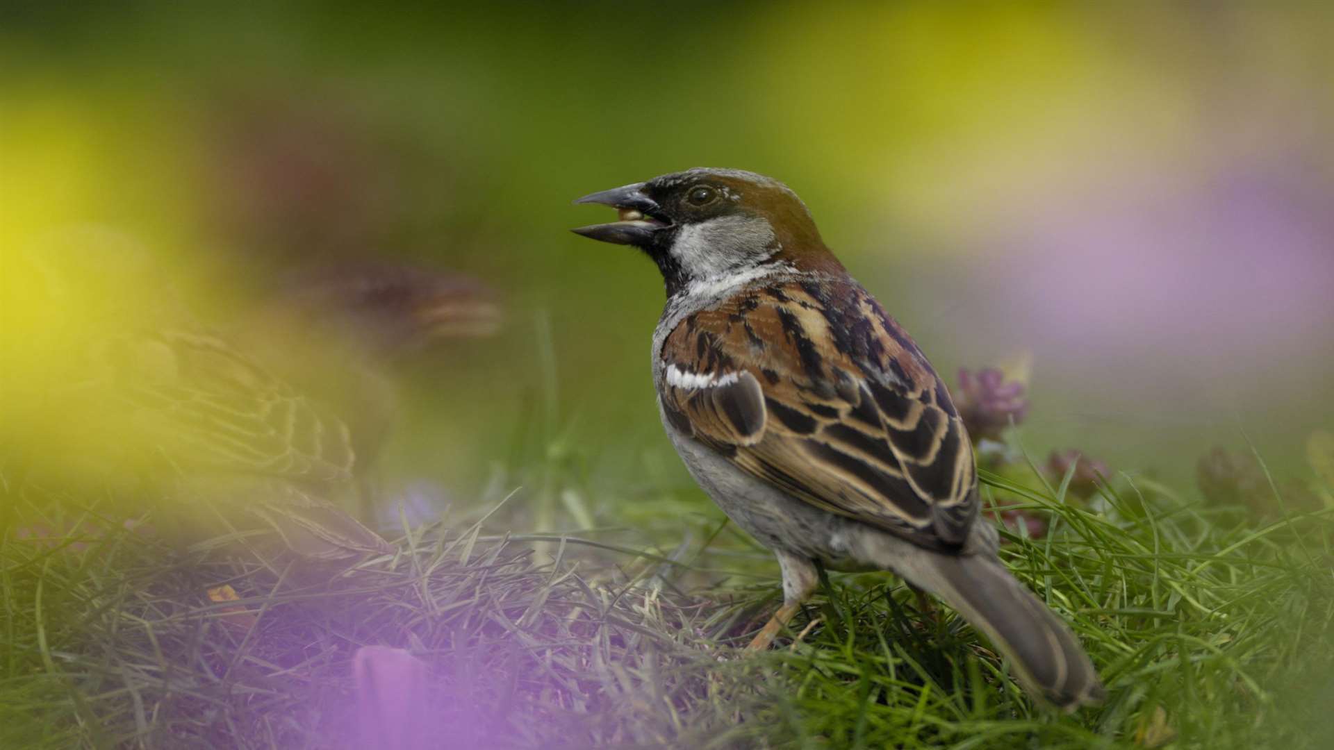 The house sparrow was the most commonly spotted in Kent last year