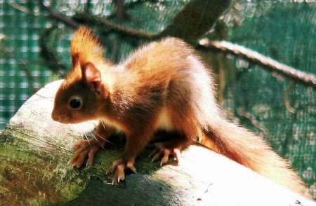 This rare baby red squirrel, born at Wildwood at Herne, is helping the species fight back from extinction