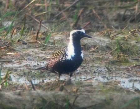 A rare American golden plover has been spotted at Pegwell Bay