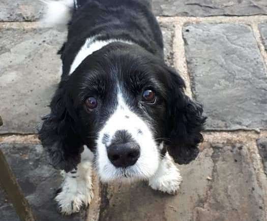 Jimmy is a 12-year-old Cocker cross King Charles