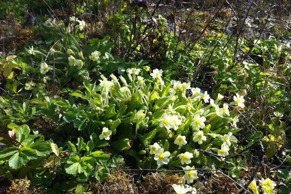 Wild primroses can be used in foraged food