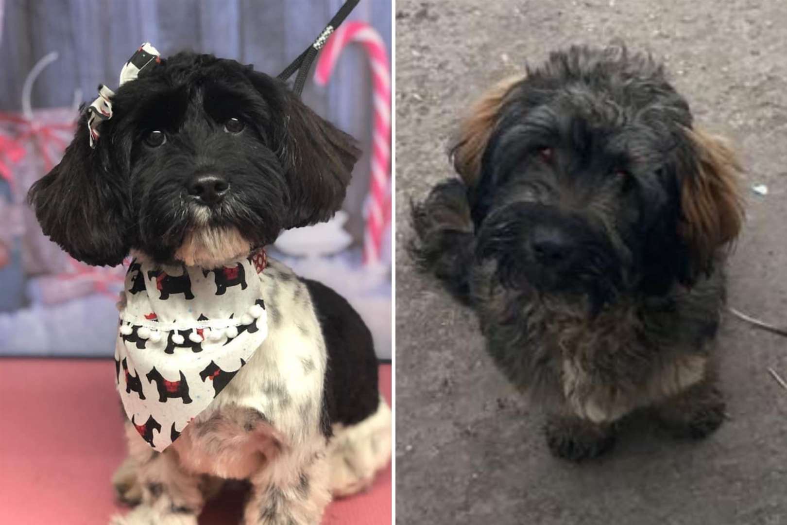 Darlin (left) and Darcie have been reported stolen from their home in Chilham, near Canterbury