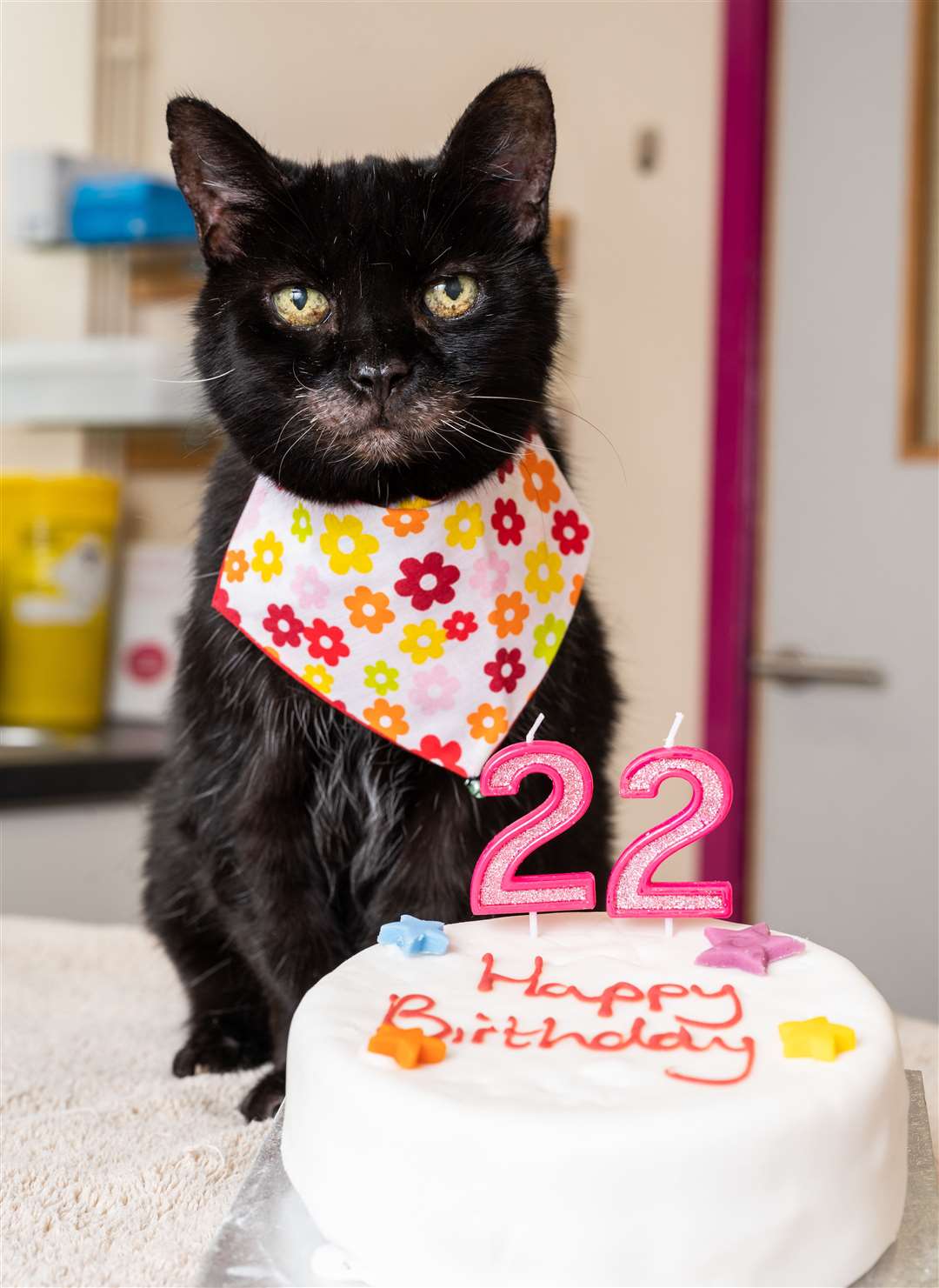 Milly, a cat from Sevenoaks, turned 22 last month Picture: VetPartners