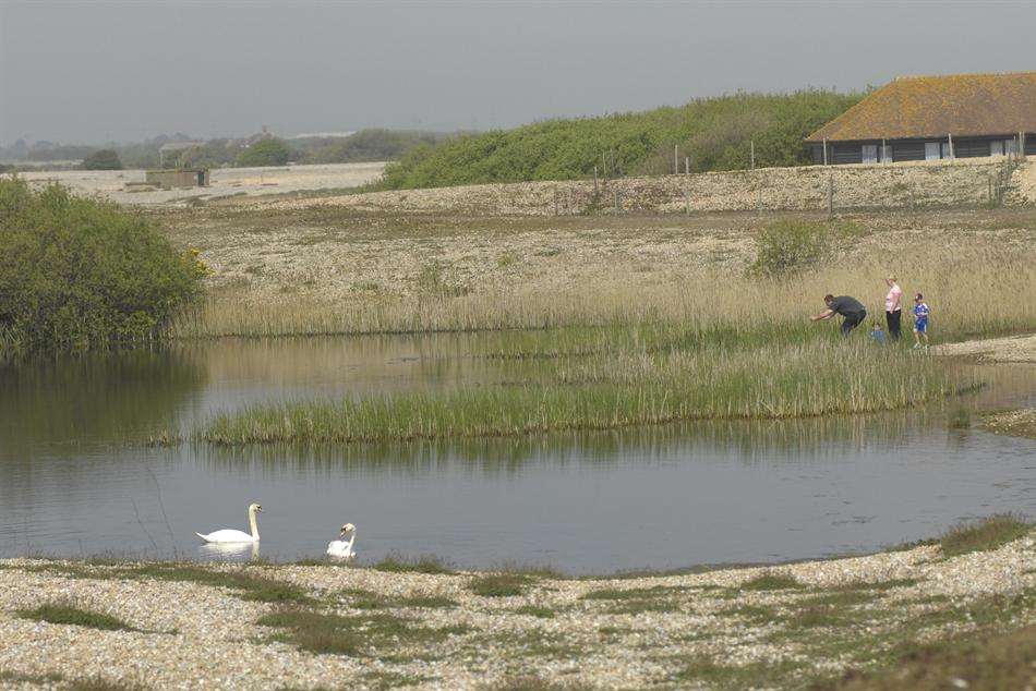 The Dungeness RSPB reserve - new home for the rare short-haired bumblebee.