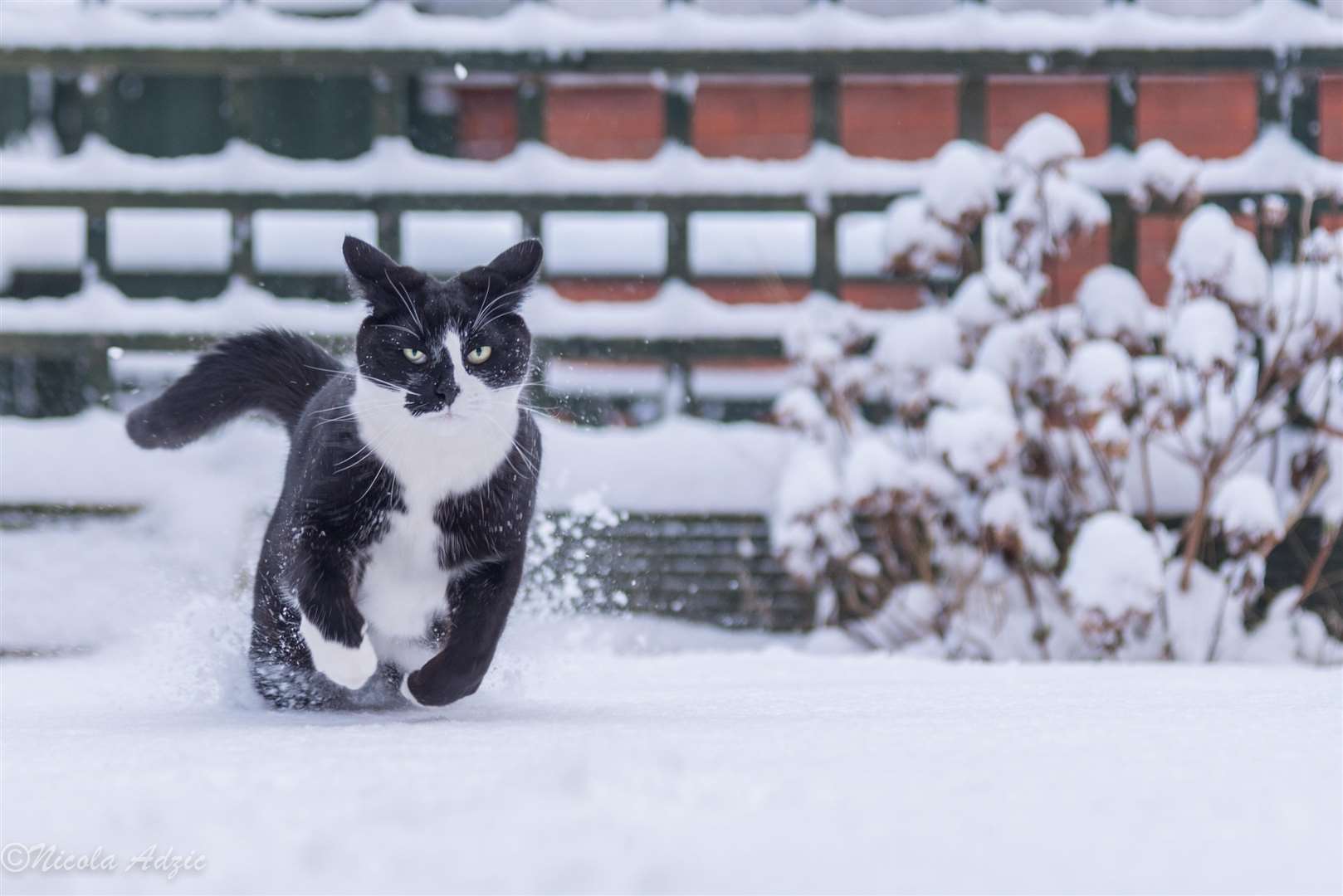 Elmo the cat in the snow in Sittingbourne last year. Picture: Nicola Adzic