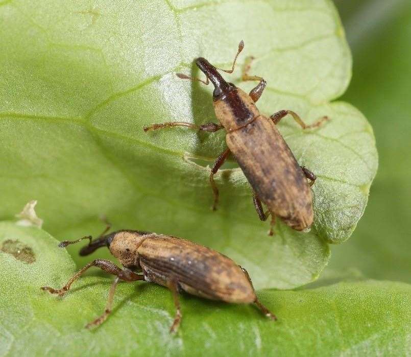 The weevils do their work. Photo by CABI