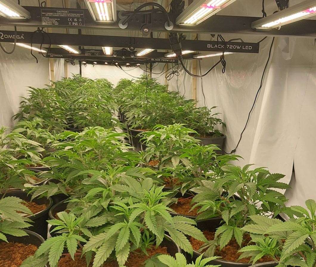 Police discovered over 500 plants at the Herne Bay industrial estate. Picture: Kent Police