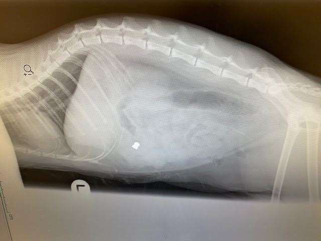 X-ray images showed the pellet embedded in tabby cat Ethel's intestines