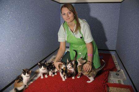 Six newborns kitten were dumped in a cardboard box by the river Stour and they are now being looked after by the vets.