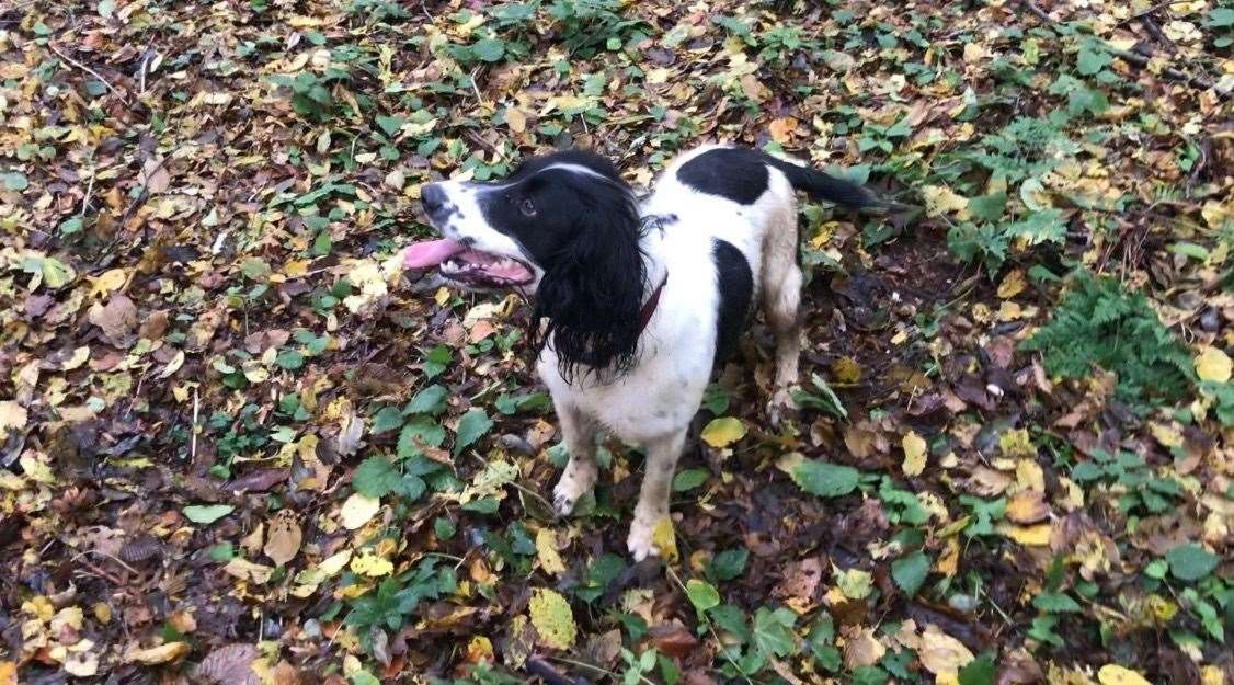 Cadaver dog Jessie is a key member of the search group (21119676)