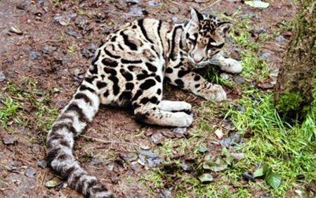 Clouded leopard Tai-Wada is a new arrival at Howletts