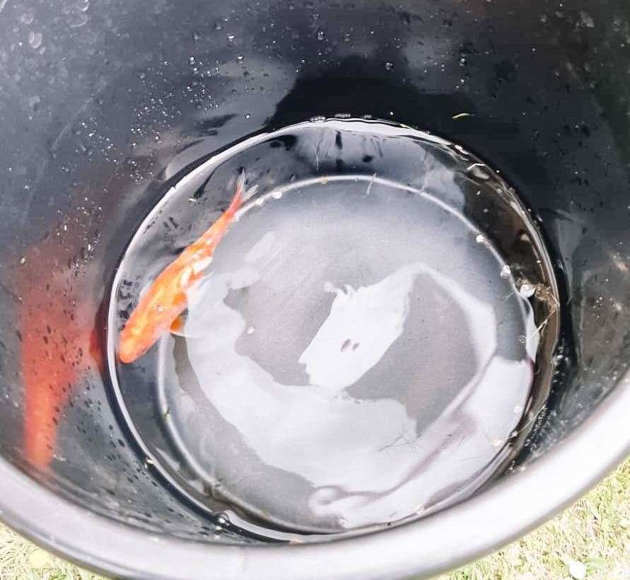 The fish, temporarily named Hubert, swimming happily around in a bucket after a close brush with death. Picture: Jade Martin