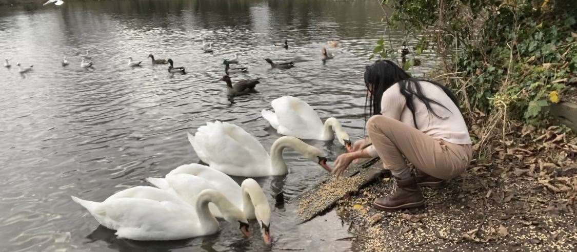 Carly fears the swans will be injured at Brooklands Lake, Dartford. Picture: Carly Ahlen