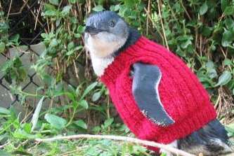 Penguin in a pullover. Picture: Phillip Island Nature Parks