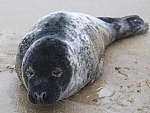 The stranded seal on Margate Main Sands