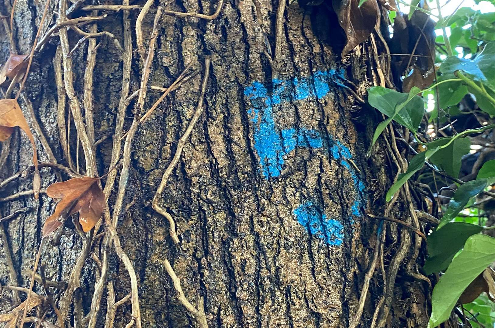 Some tree trunks have been marked in blue with numbers