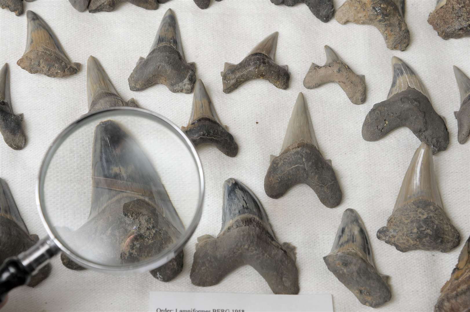 Shark teeth can be found littering many of our beaches