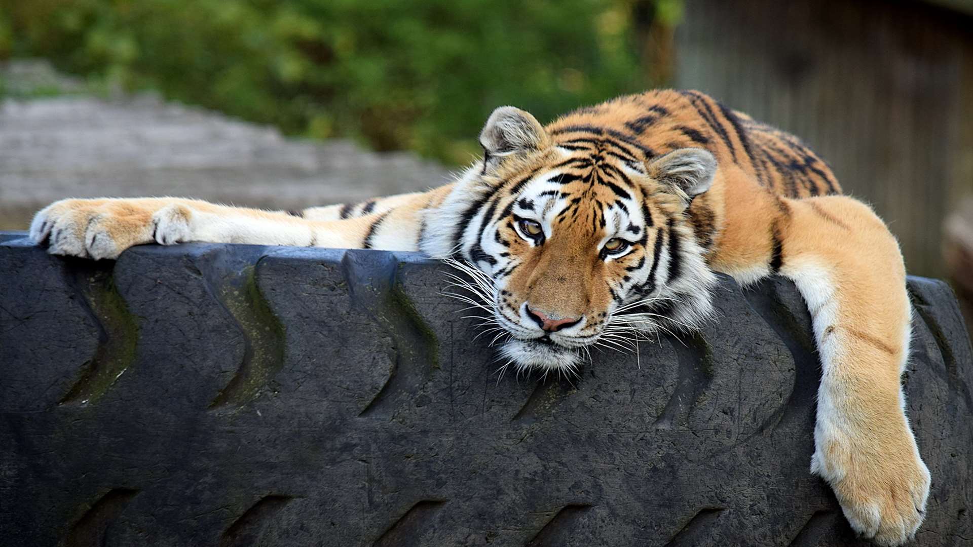 An Amur tiger at Howletts Wild Animal Park
